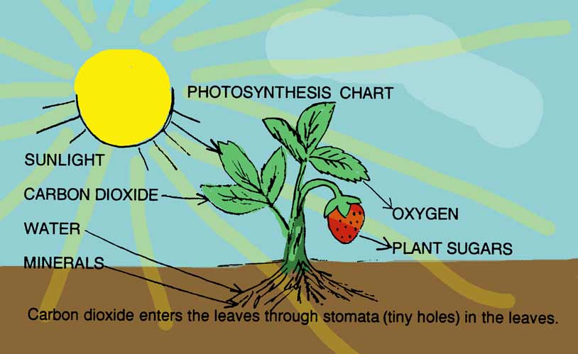 Fotosinteza